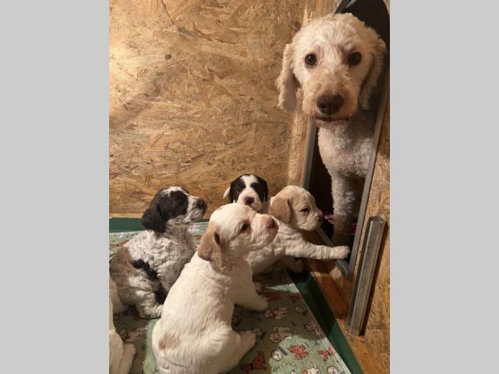 lagotto romagnolo prelepi štenci besplatni mali oglasi