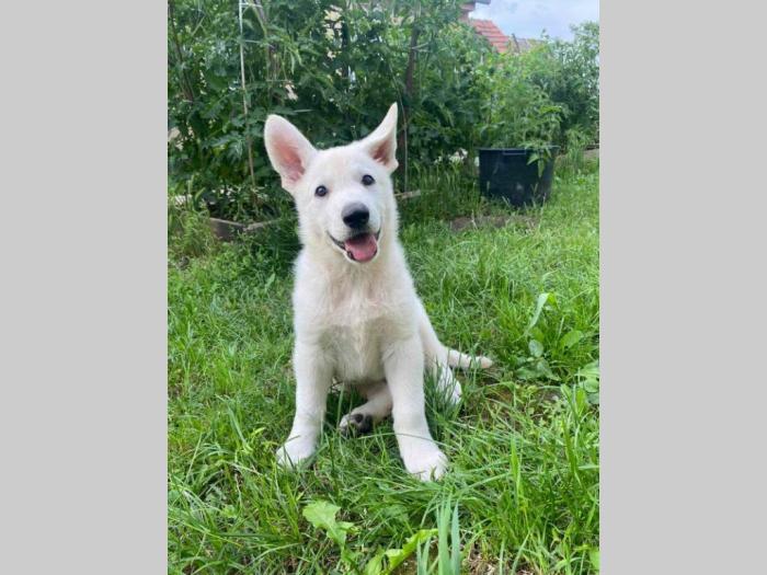 beli švajcarski ovčar prelepi štenci besplatni mali oglasi