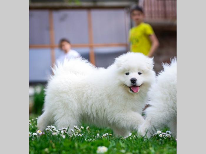samojed dva muška šteneta besplatni mali oglasi