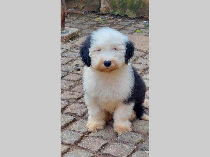 bobtail, vrhunska dva mužjaka besplatni mali oglasi