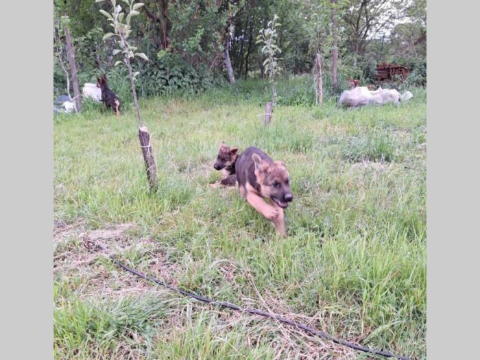 nemački ovčar top štenci besplatni mali oglasi
