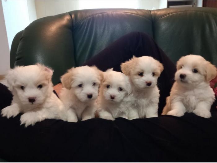 prodajem štence coton de tulear besplatni mali oglasi