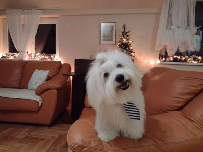 prodajem štence coton de tulear besplatni mali oglasi