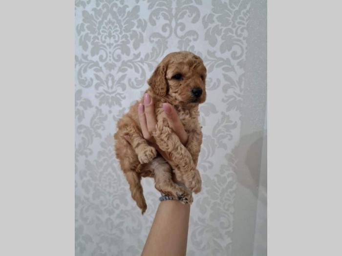 pudle štenci besplatni mali oglasi