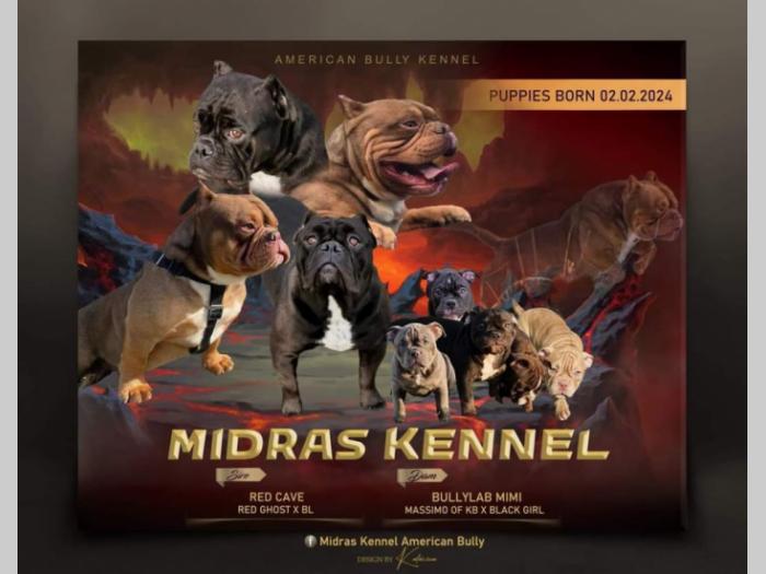 američki bul terijeri midras kennel  besplatni mali oglasi