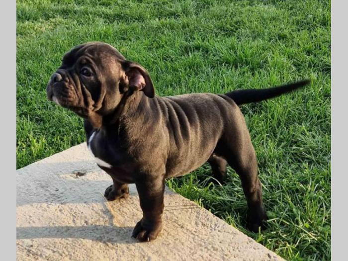 američki bul terijeri midras kennel  besplatni mali oglasi