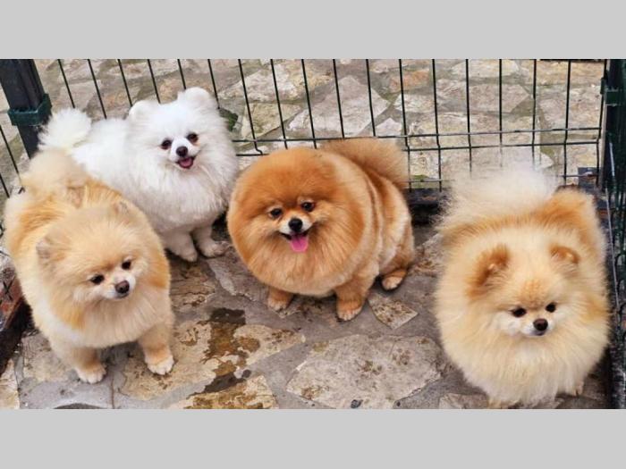 dostupno pet ženki čistokrvnih pomeranaca besplatni mali oglasi