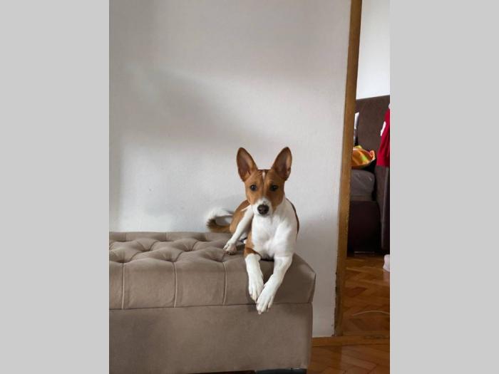 basenji žensko štene besplatni mali oglasi