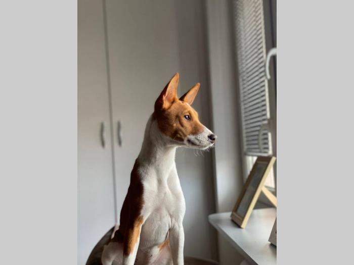 basenji žensko štene besplatni mali oglasi