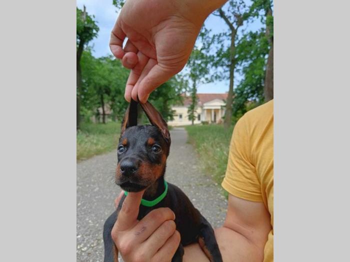 doberman štenci crni i braon besplatni mali oglasi