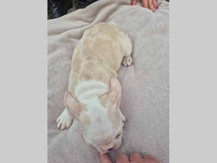 francuski buldog štenci besplatni mali oglasi