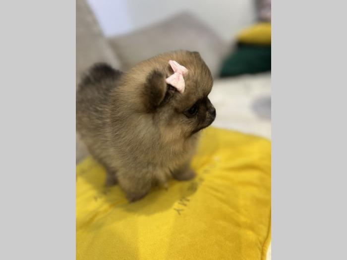 štenci pomeranca od vrhunskih roditelja besplatni mali oglasi