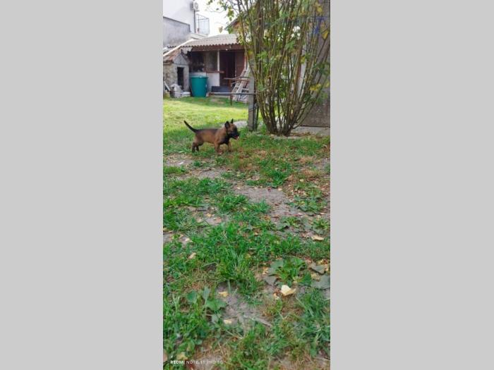belgijski ovčar (malinoa) štenci besplatni mali oglasi