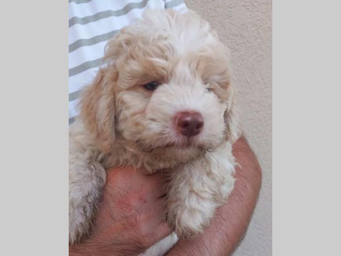 lagotto romagnolo štenci besplatni mali oglasi