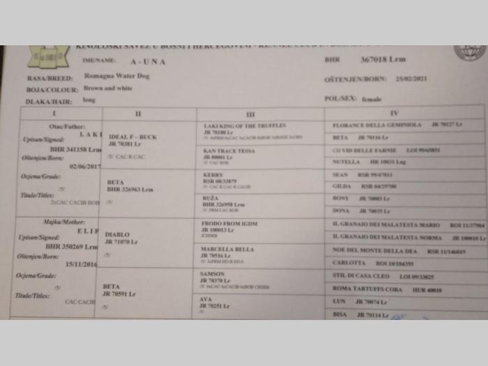 lagotto romagnolo štenci besplatni mali oglasi