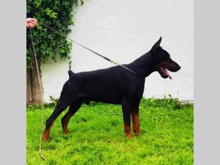 doberman prelepi štenci besplatni mali oglasi