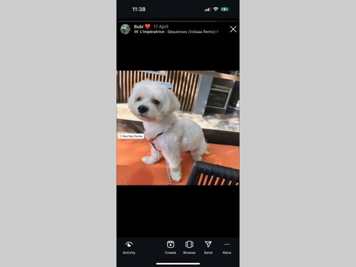 maltezer prelepi štenci besplatni mali oglasi