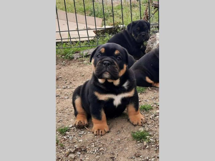 engleski buldog muško štene besplatni mali oglasi