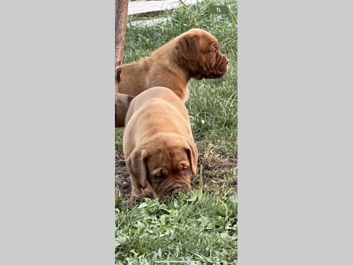 bordoška doga (bordoški doberman) štenci besplatni mali oglasi