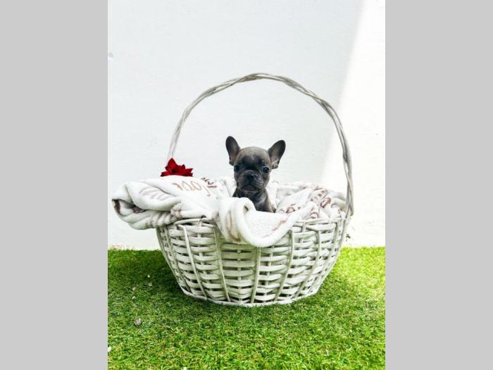 francuski buldog štenci besplatni mali oglasi