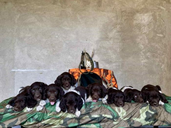 na prodaju štenci malog minsterlendera besplatni mali oglasi