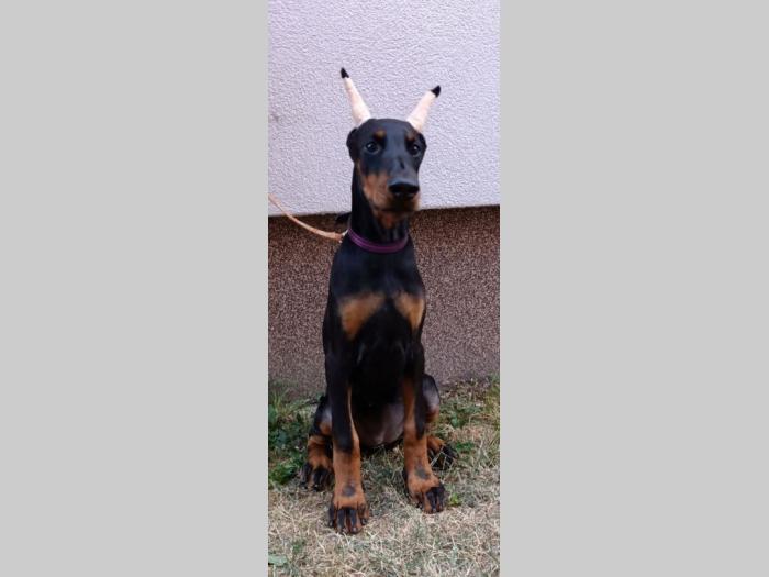 štenci dobermana besplatni mali oglasi