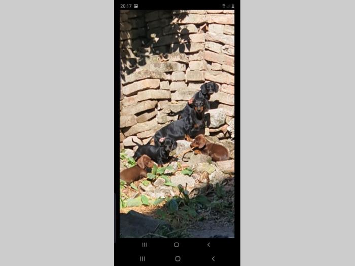 jazavičar prelepi štenci besplatni mali oglasi