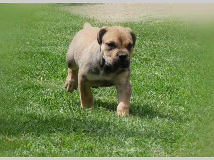 boerboel južnoafrički mastif štenci besplatni mali oglasi