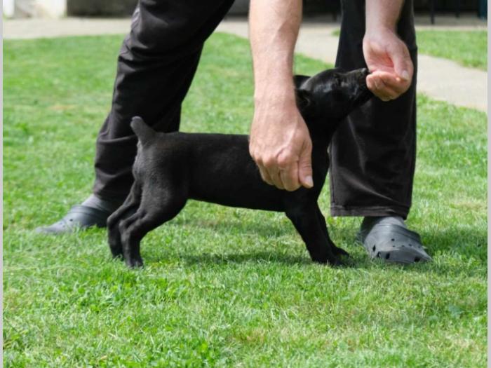 boerboel južnoafrički mastif štenci besplatni mali oglasi