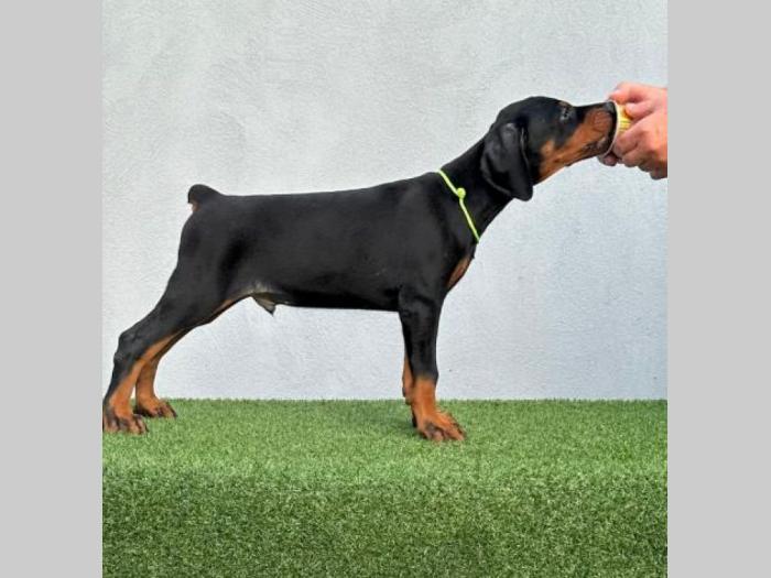 doberman prelepi štenci besplatni mali oglasi