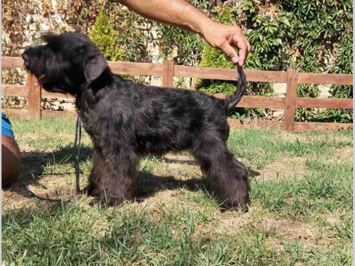 patuljasti šnaucer prelepi štenci besplatni mali oglasi