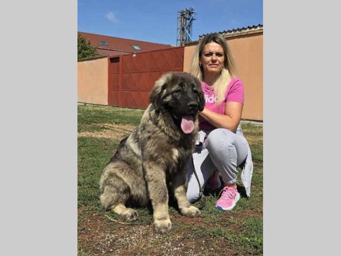 kavkaski ovčar vrhunski štenci besplatni mali oglasi