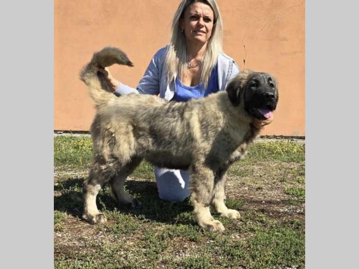 kavkaski ovčar vrhunski štenci besplatni mali oglasi