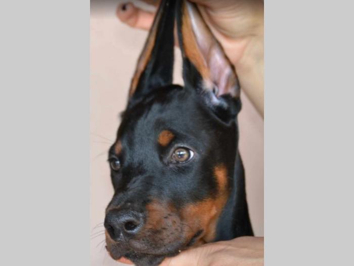 doberman prelepi štenci besplatni mali oglasi