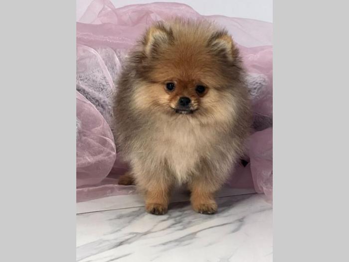 pomeranac boo pomeranski špic štenci besplatni mali oglasi