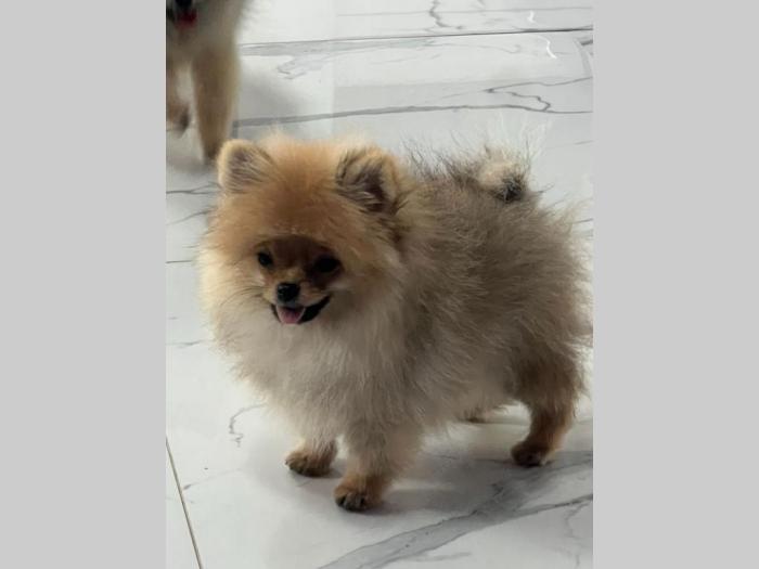 pomeranac boo pomeranski špic štenci besplatni mali oglasi