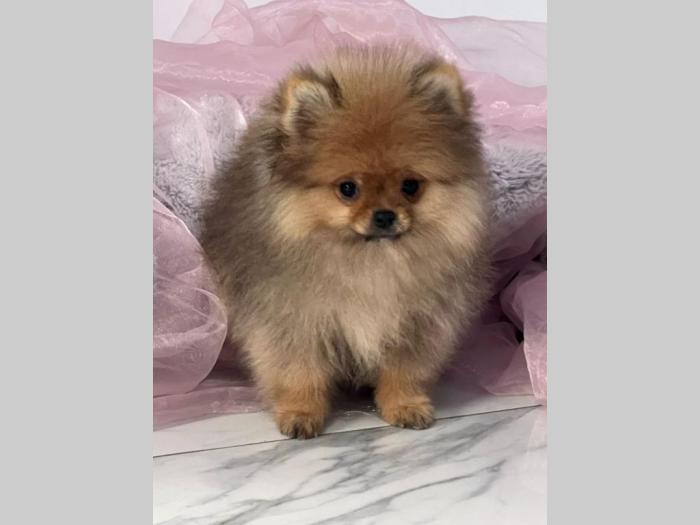 pomeranac boo pomeranski špic štenci besplatni mali oglasi