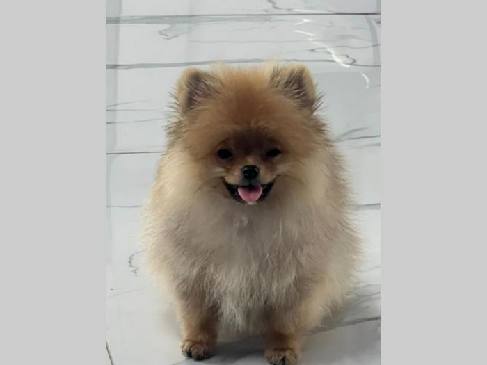 pomeranac boo pomeranski špic štenci besplatni mali oglasi