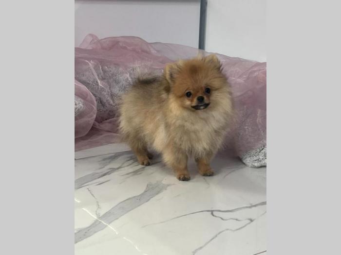 pomeranac boo pomeranski špic štenci besplatni mali oglasi