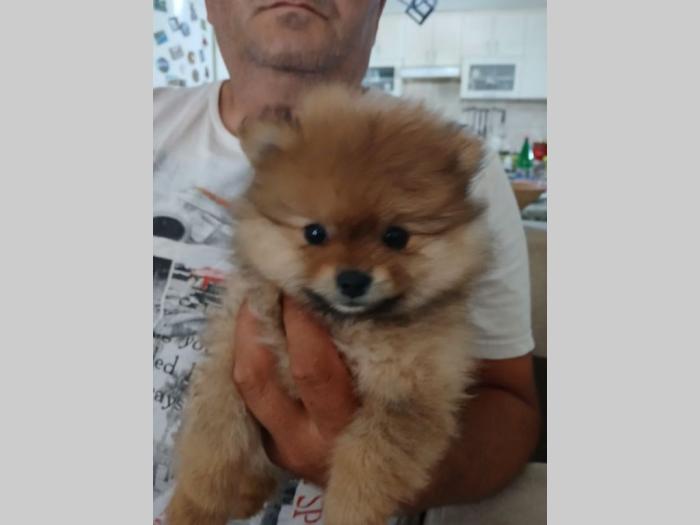 pomeranci na prodaju 6 ženki i mužijak besplatni mali oglasi