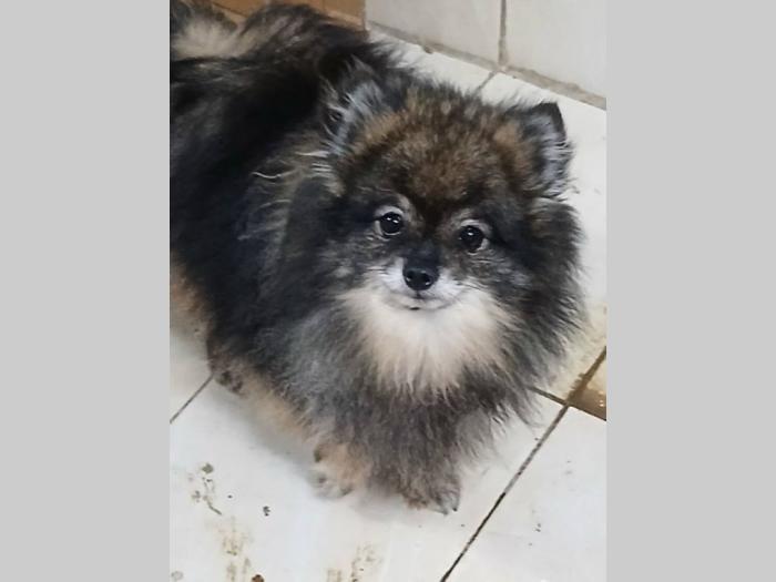 pomeranci na prodaju 6 ženki i mužijak besplatni mali oglasi