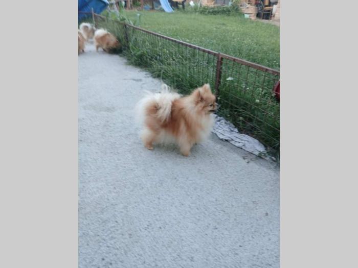 pomeranci na prodaju 6 ženki i mužijak besplatni mali oglasi