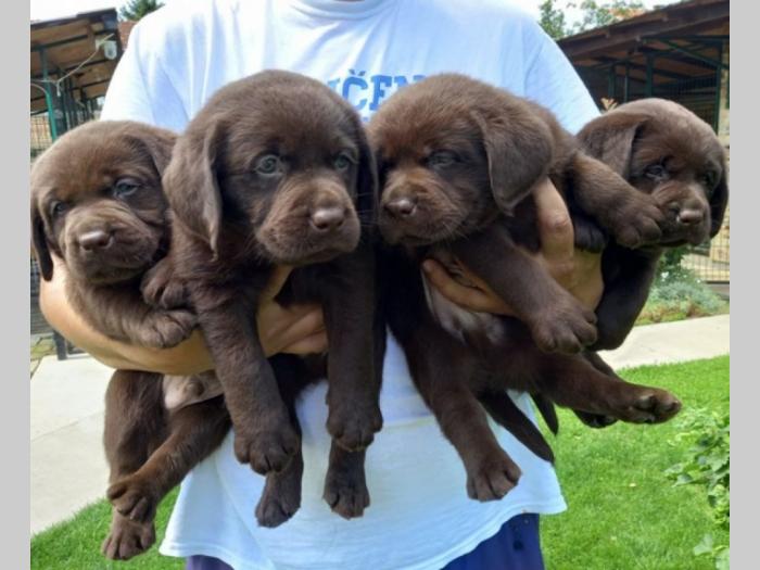 labrador retriver štenci braon besplatni mali oglasi