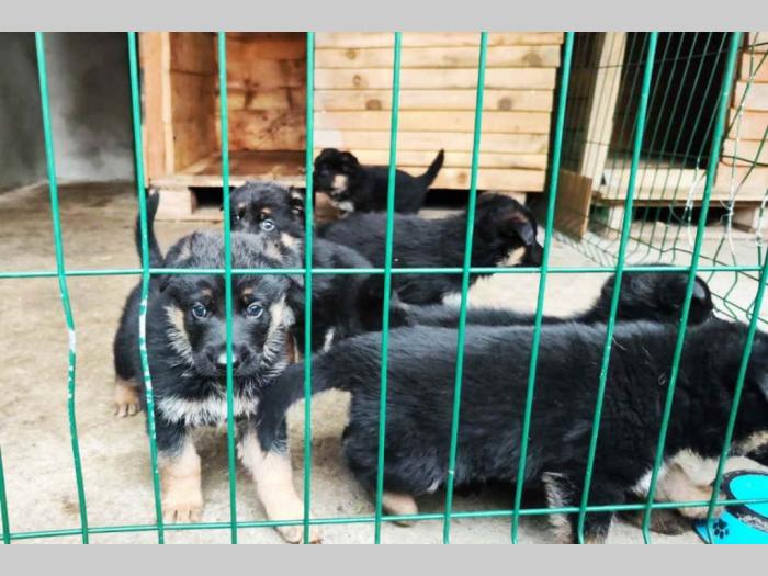 prodajem vrhunsku štenad nemačkog ovčara besplatni mali oglasi