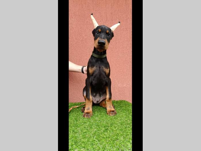 štenci dobermana besplatni mali oglasi