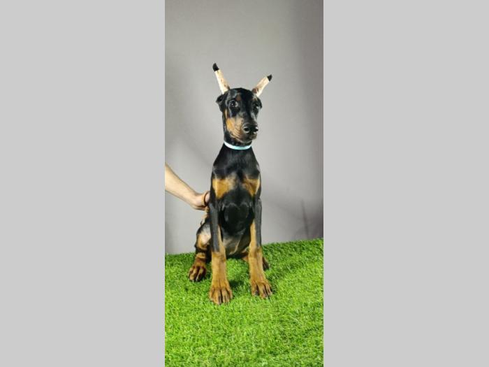 štenci dobermana besplatni mali oglasi