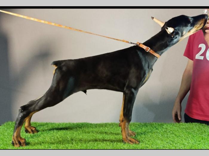 štenci dobermana besplatni mali oglasi