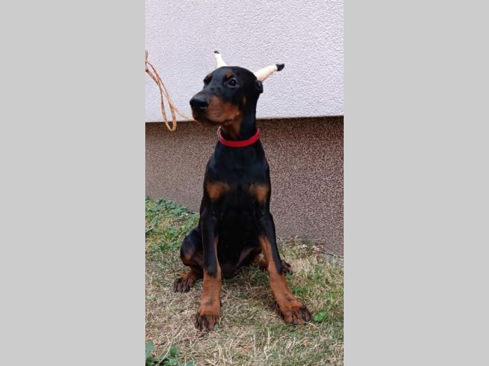 štenci dobermana besplatni mali oglasi