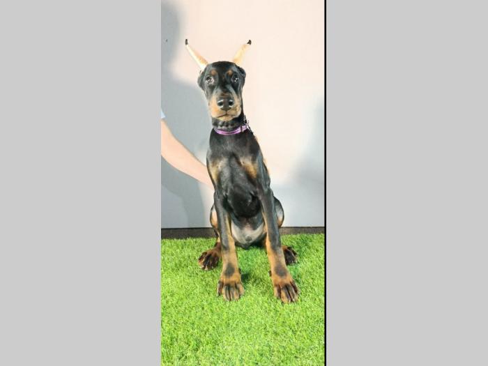 štenci dobermana besplatni mali oglasi