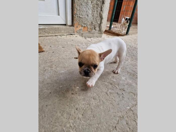 francuski buldog prelepi štenci besplatni mali oglasi